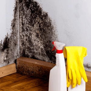 Mold Inspection
